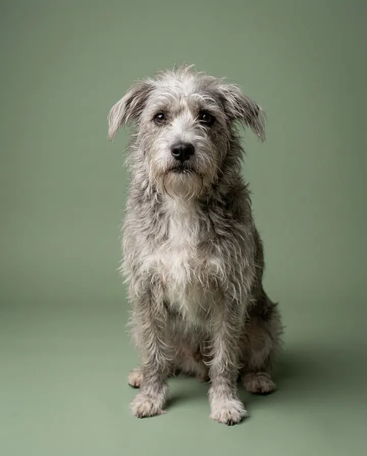 The same scruffy terrier mix sitting on a sage-green studio backdrop in soft light