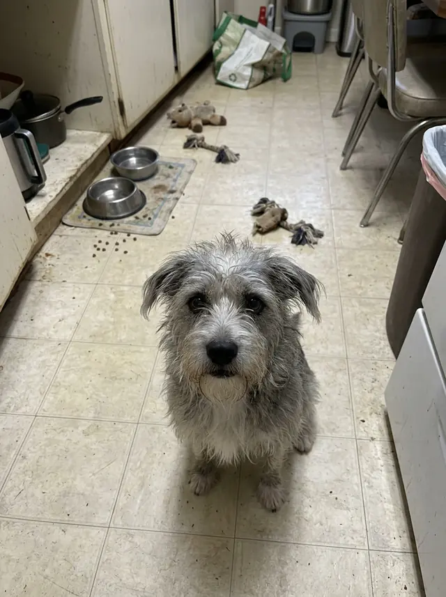 A scruffy grey terrier sitting on a kitchen floor