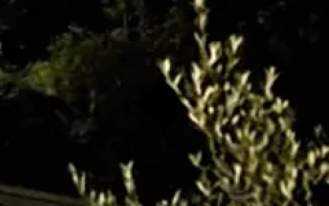 The same corner after the remover, with the star gone and the branches behind it intact