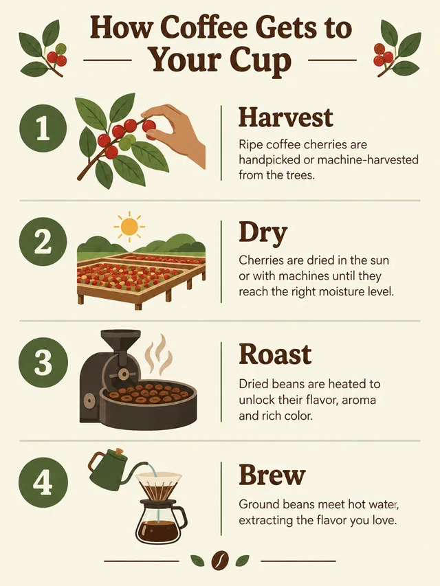 GPT Image 2.5 Flare: an infographic titled How Coffee Gets to Your Cup with four numbered steps