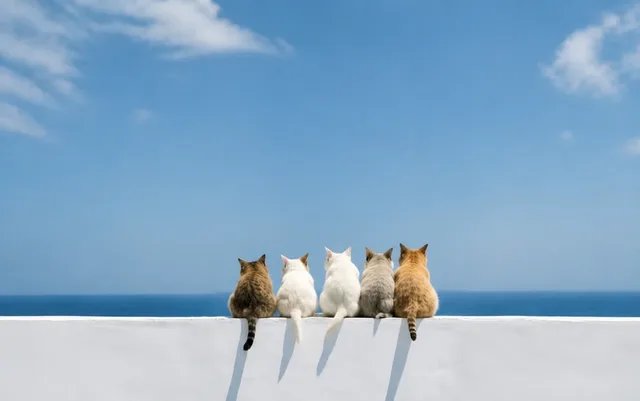 A photo of five cats sitting in a row on a white wall, looking out at the sea under a blue sky
