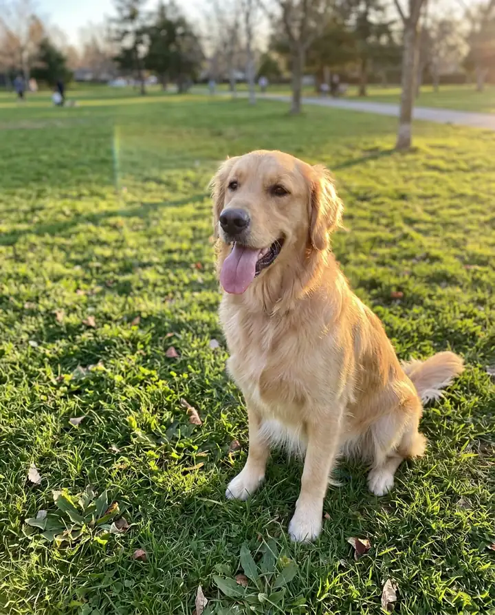 A phone photo of a golden retriever sitting on the grass in a park, tongue out (made with the model)