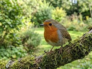 A 320 x 239 pixel photo of a robin on a mossy branch (made with the model, then shrunk by us)