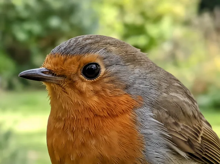 The robin's head in the 4K result, with fine feathers and a sharp eye