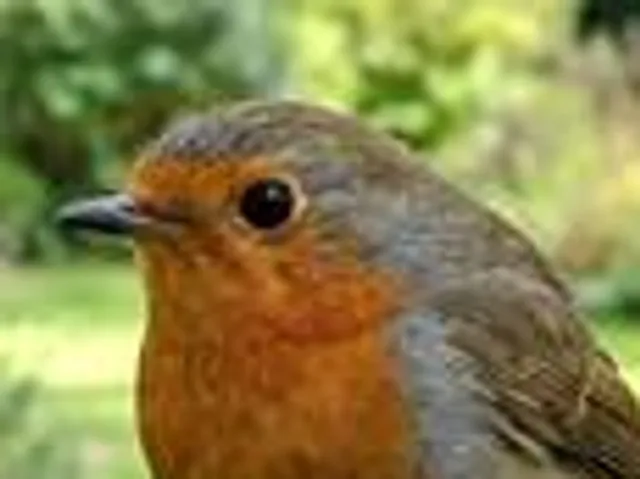 Close-up of the robin's head in the 320-pixel photo, soft and blocky