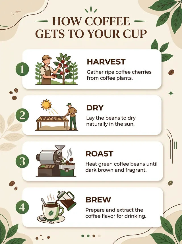 Nano Banana 2: an infographic titled How Coffee Gets to Your Cup with four numbered steps