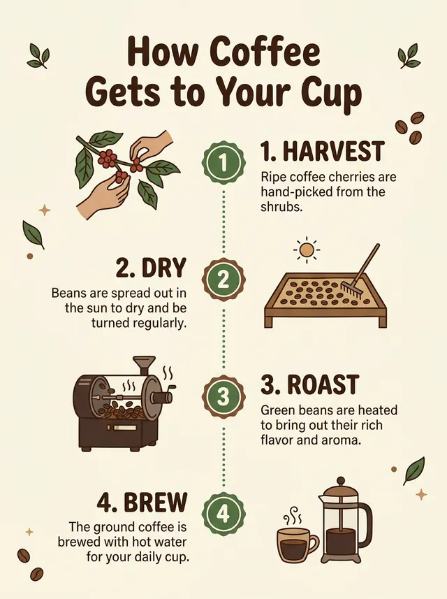 Nano Banana 2.1: an infographic titled How Coffee Gets to Your Cup with four numbered steps