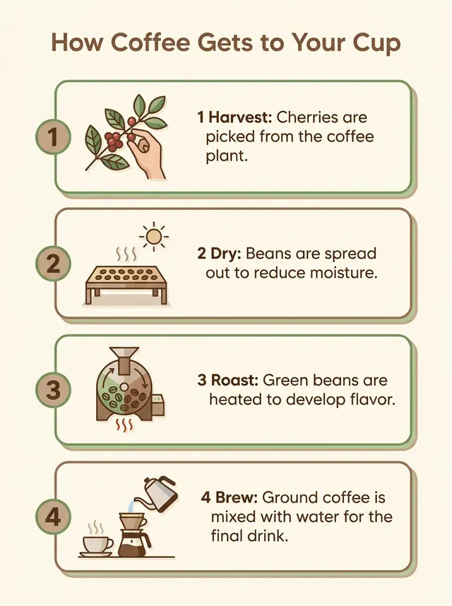 Nano Banana Pro: an infographic titled How Coffee Gets to Your Cup with four numbered steps