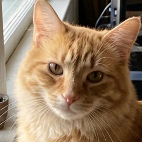 Close-up of the cat's face in the sharp photo we shrank