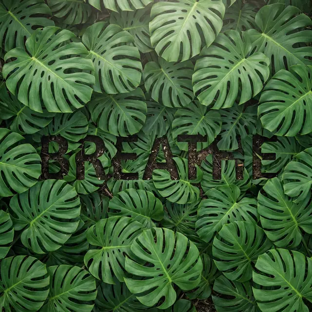 Monstera leaves seen from above with the word BREATHE showing in the gaps